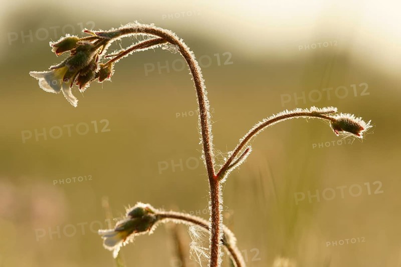 Meadow saxifrage