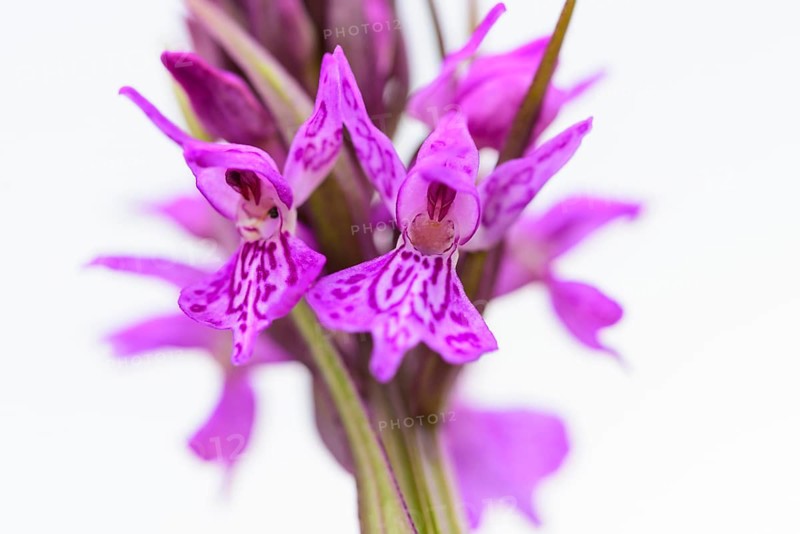 Southern marsh orchid