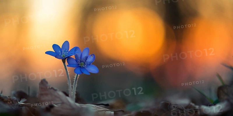 Two flowering liverworts