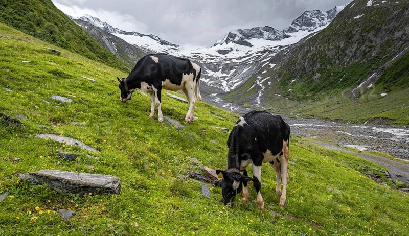 Kuehe im Tal weiden vor Gletscher