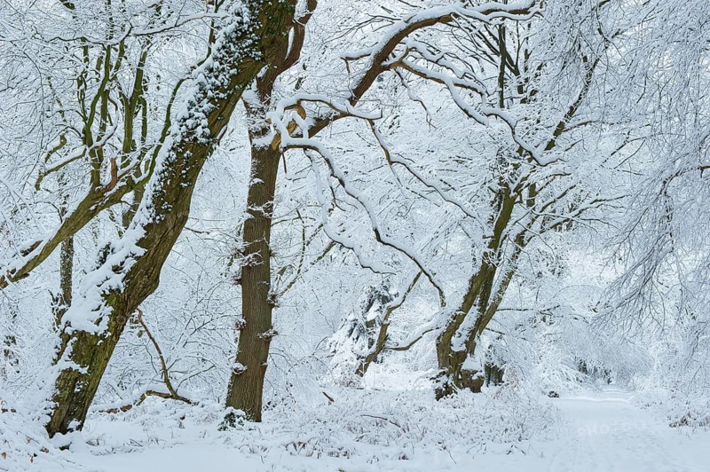 Snow on old trees in the jungle Baumweg