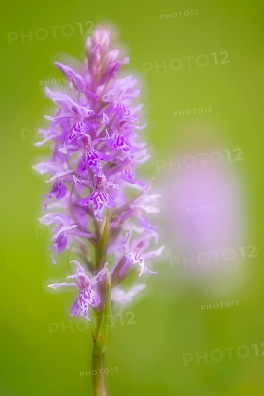 Southern marsh orchid
