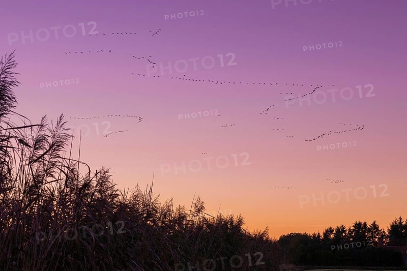 Pulling Greylag goose
