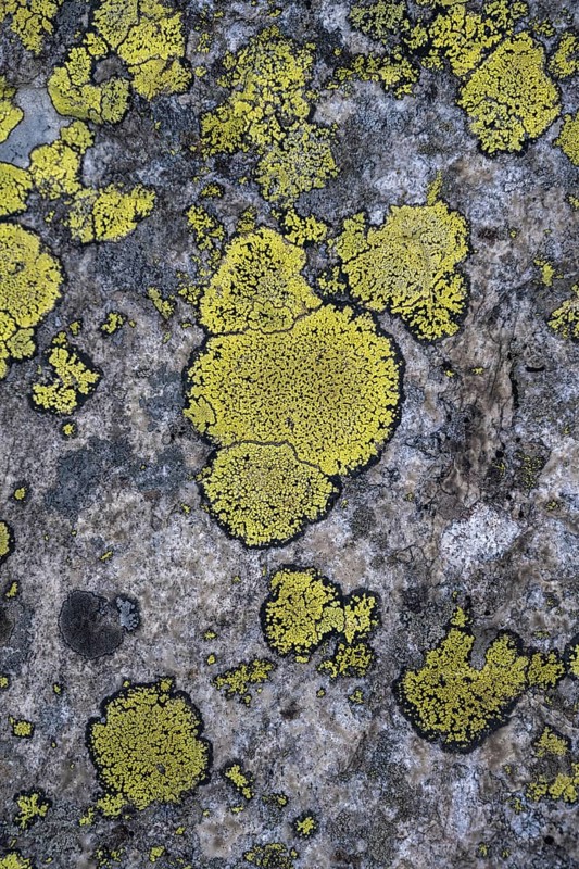 Greens Map lichen