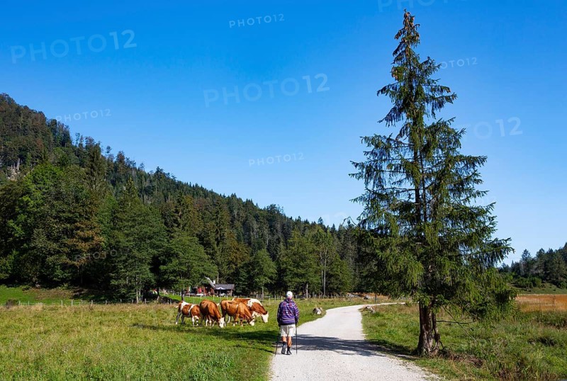 Hiking trail from the Schwarzensee to the Moosalm with a herd of cows on the alp