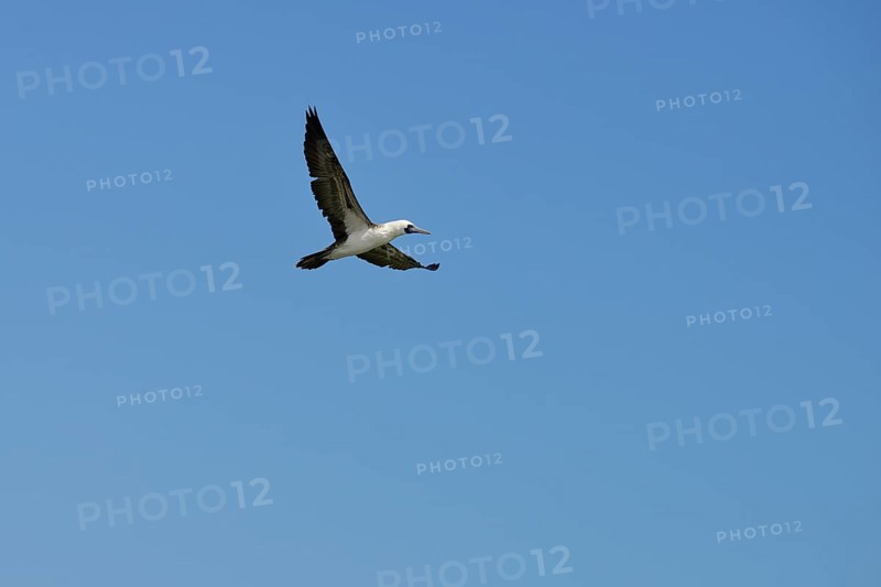 Guano Booby