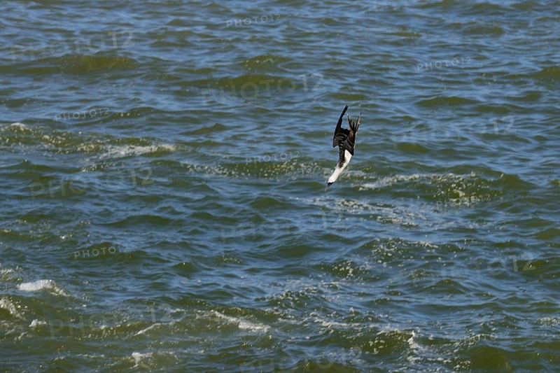Guano Booby