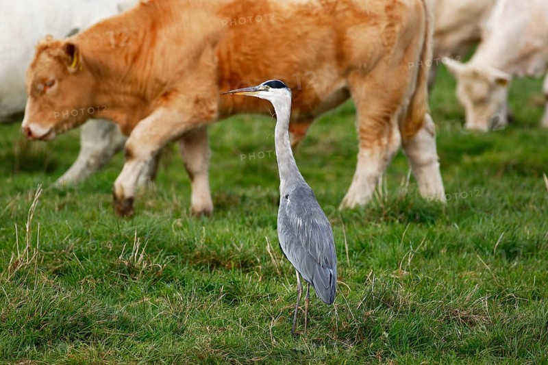 Grey heron