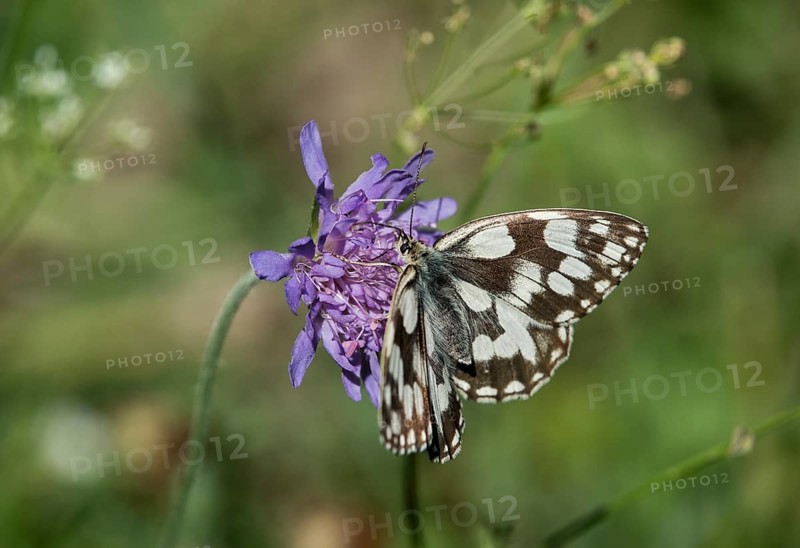 Spotted fritillary