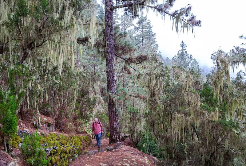 Cloud forest with hanging lichens