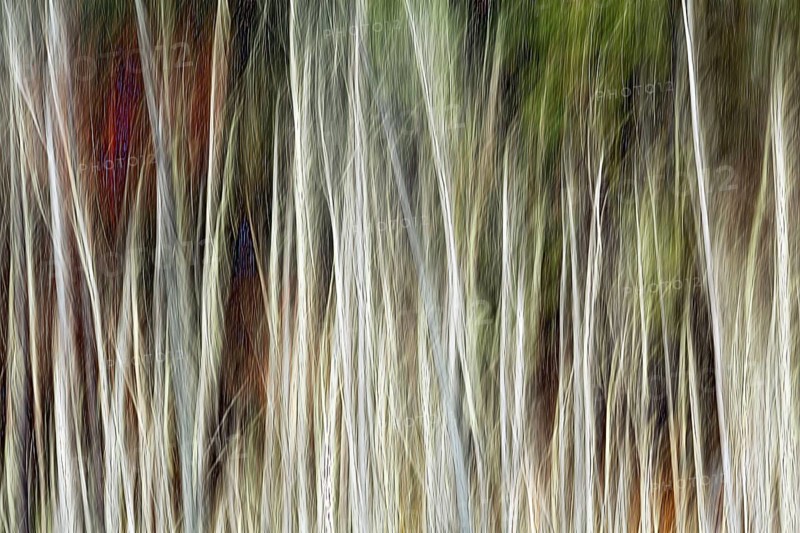 Tree trunks