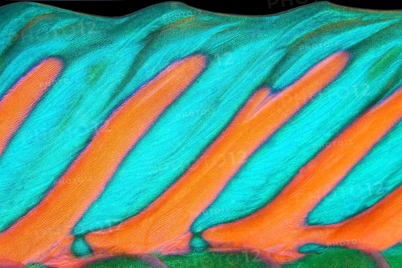 Detail of dorsal fin