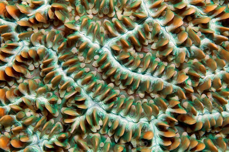 Colony of coral polyps in brain corallae