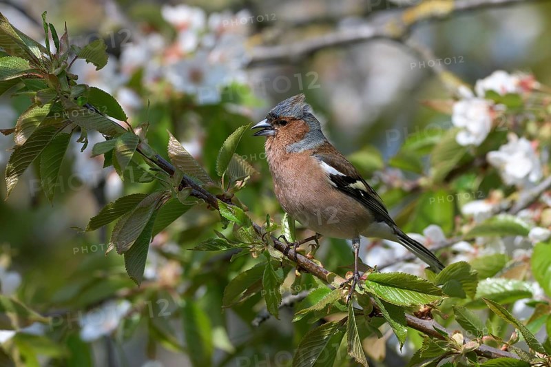 Singing Common chaffinch