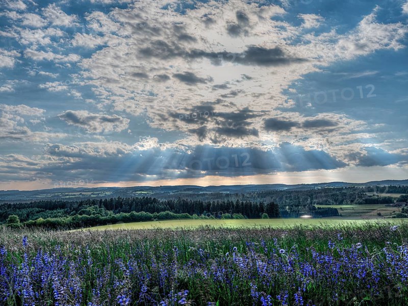 Sage in May