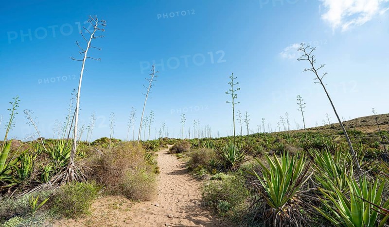 Route through agaves