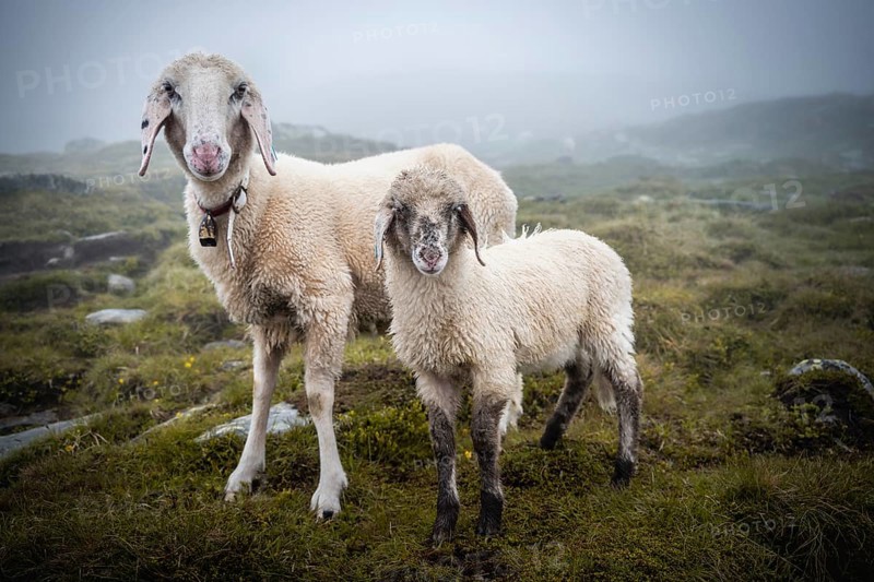Mother with young animal
