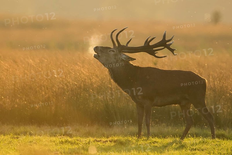 Tube transmitter red deer