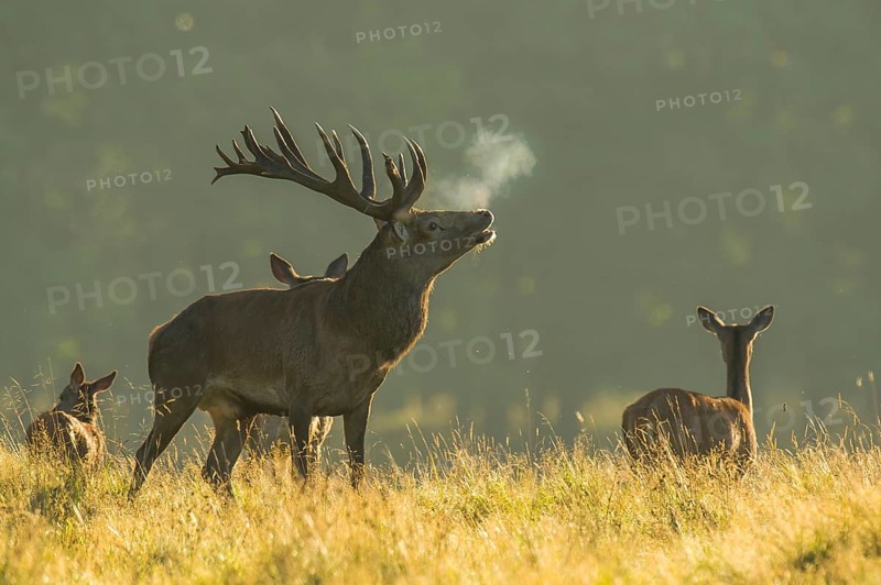 Strong red deer