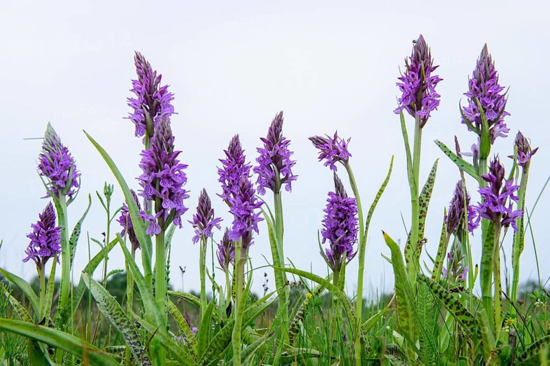 Southern marsh orchid