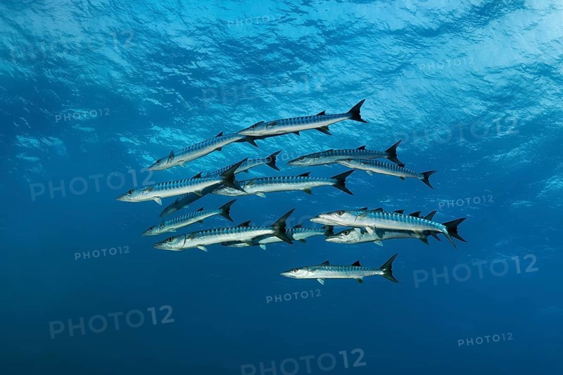 Swarm Blackfin barracuda