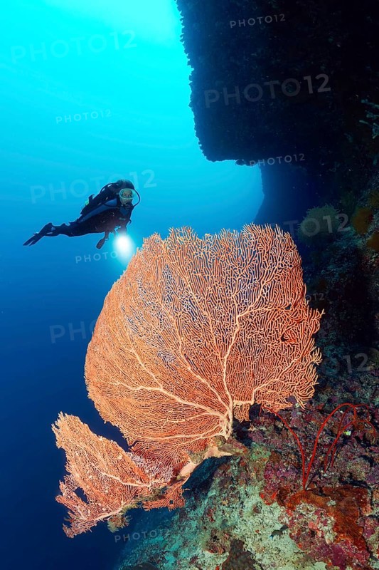 Diver with diving lamp at coral reef wall viewing Gorgonie