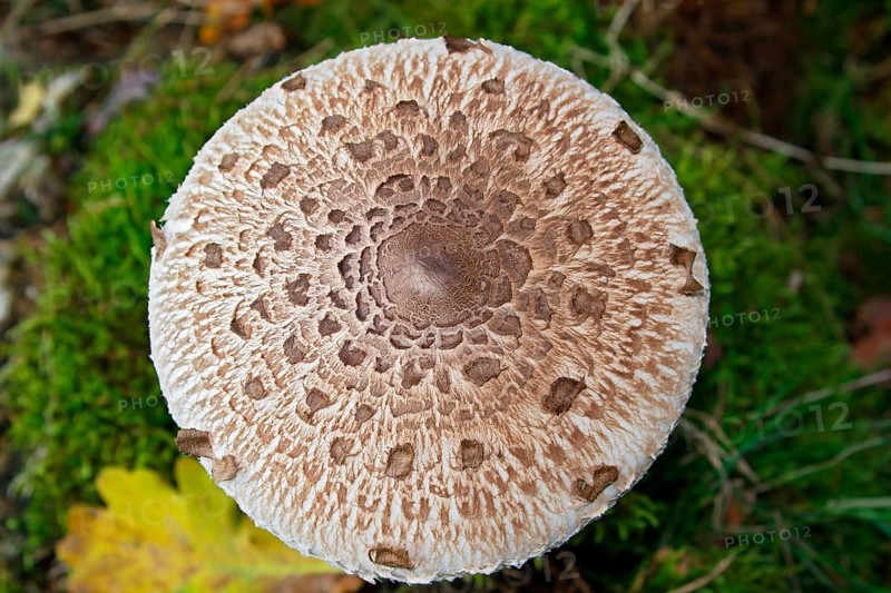 Parasol mushroom