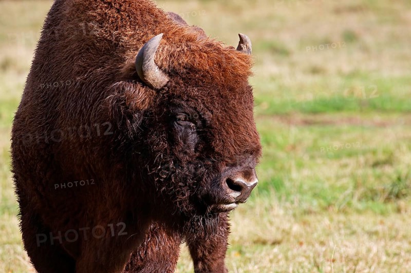 Bison