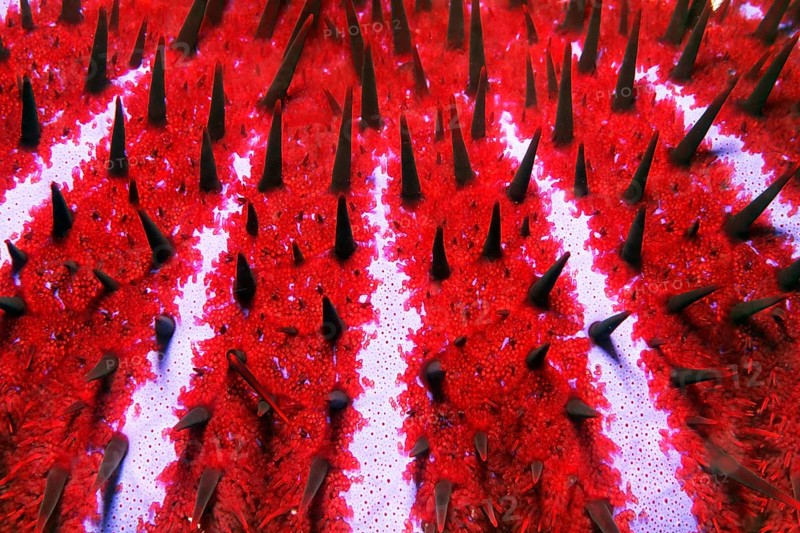 Detail of toxic Crown-of-thorns starfish
