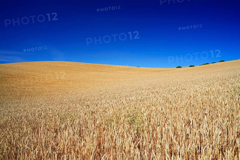Wheat field under blue sky
