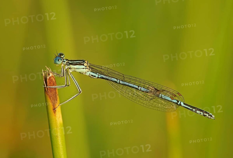 White-legged damselfly