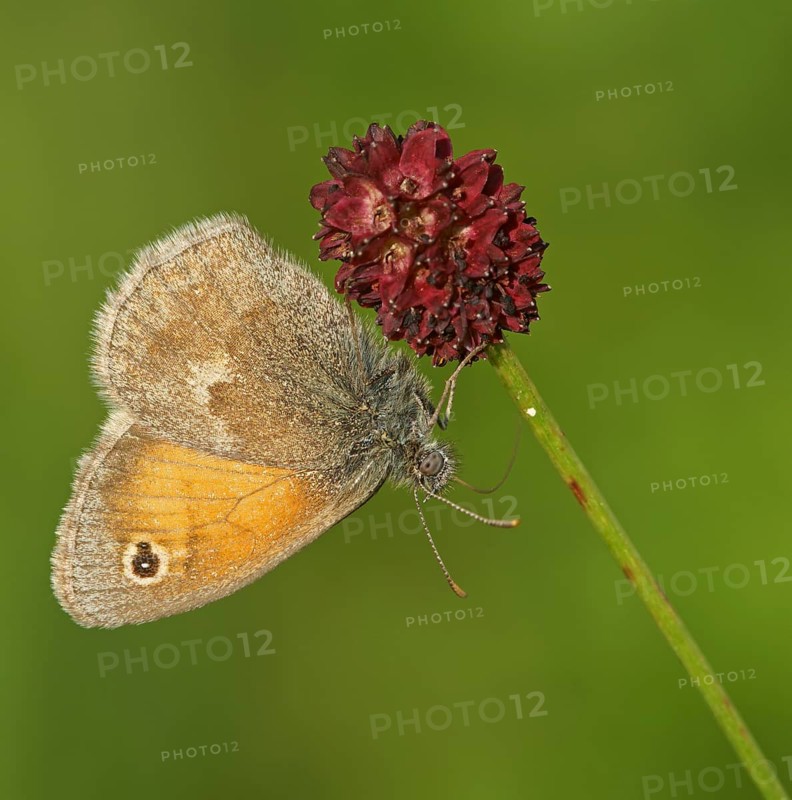 Small heath