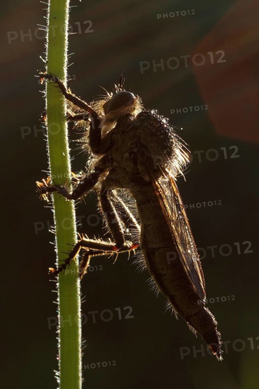 Robber fly