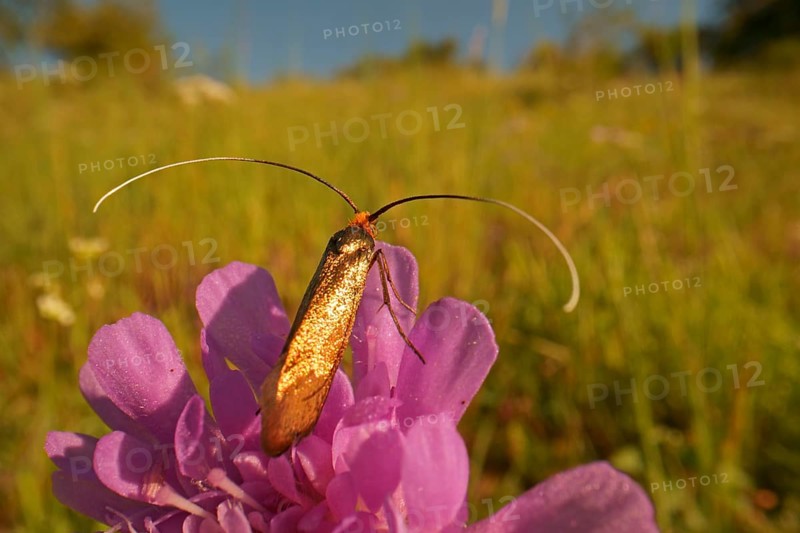 Gold longhorn moth