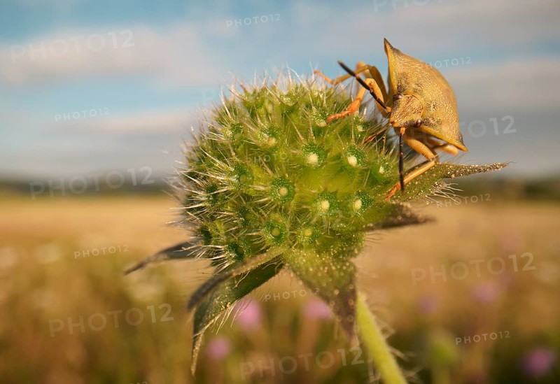 Stink Bug
