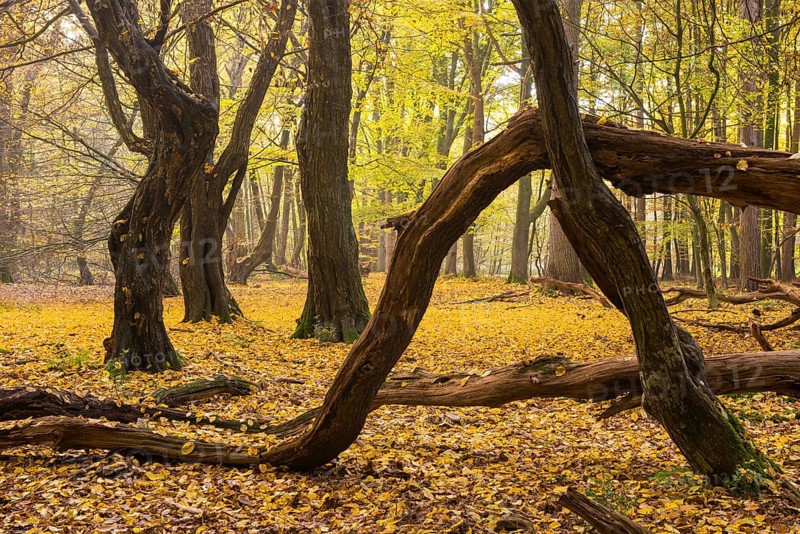 Autumn in the jungle Baumweg