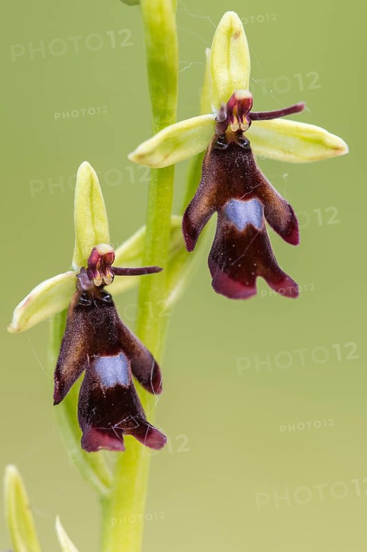 Fly orchid