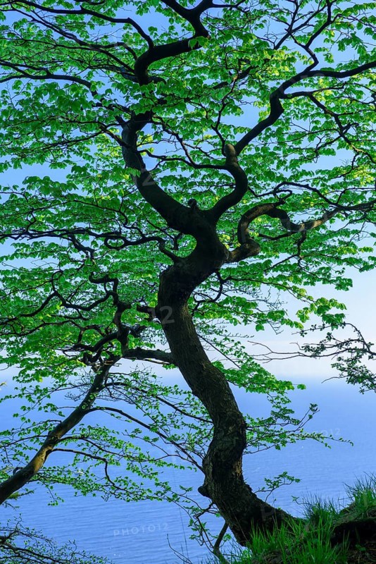 Beech at the chalk cliffs