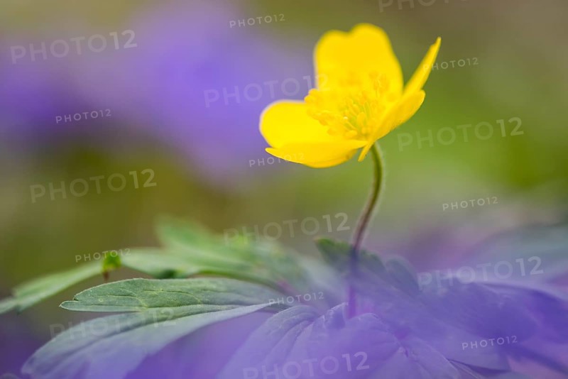 Yellow Anemone