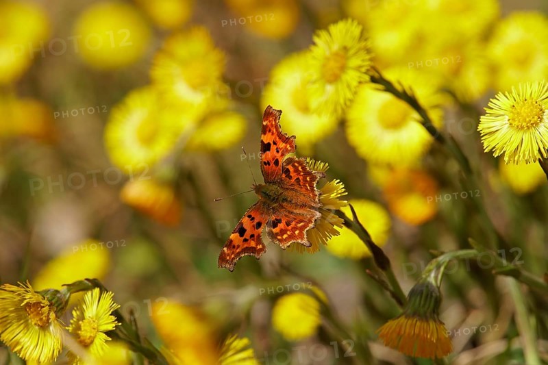Comma