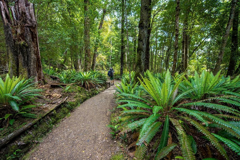 Hiker on trail through forest with ferns