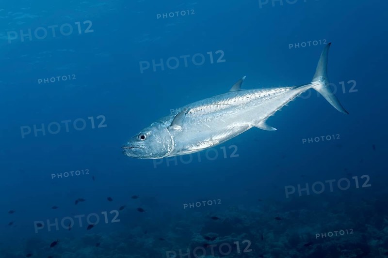 Dogtooth tuna