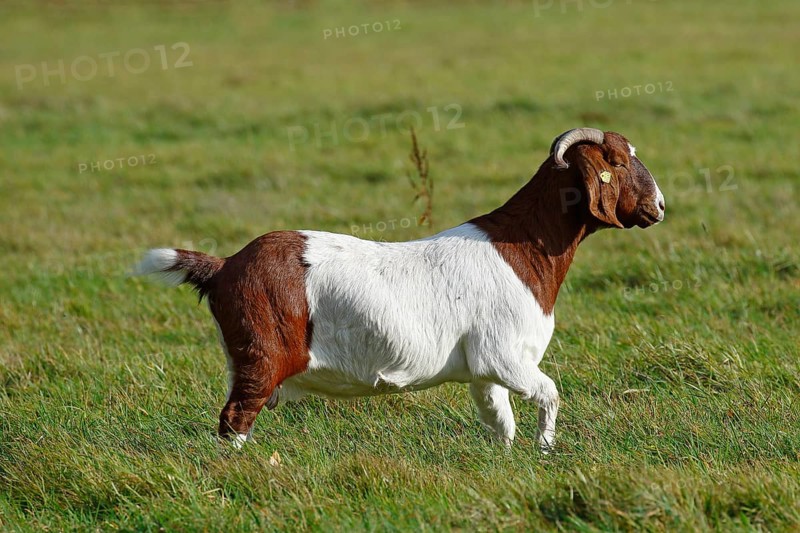 BoersDomestic Goat