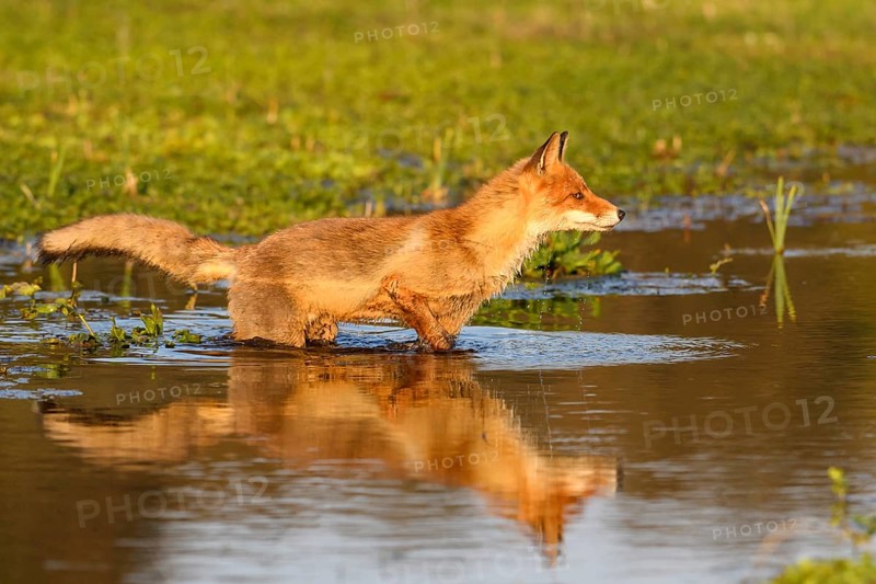 Fox