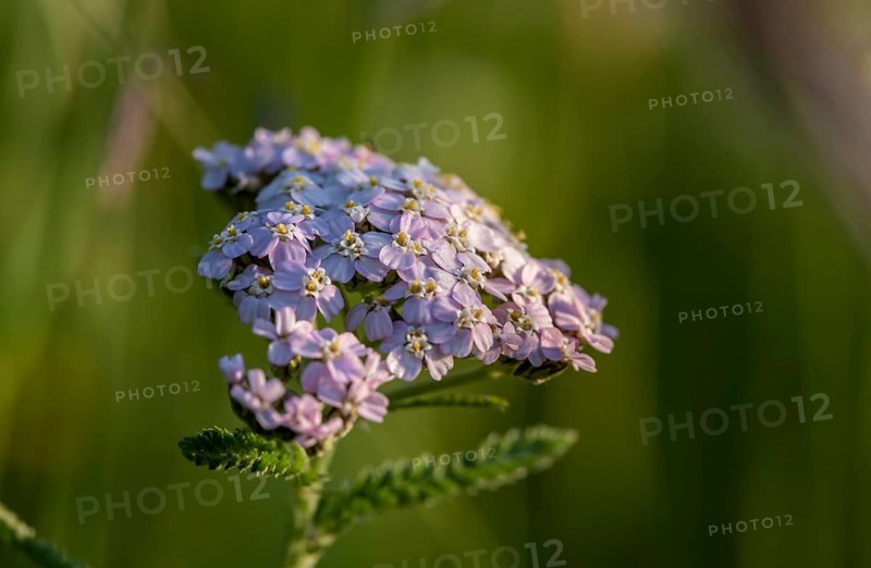 Common yarrow