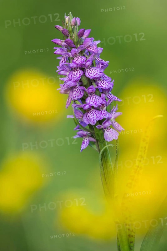 Southern marsh orchid