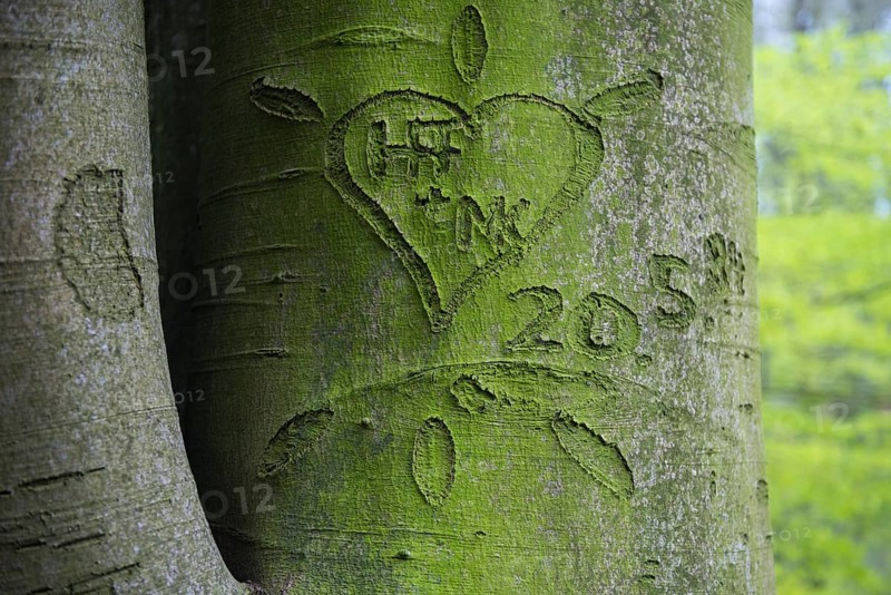 Beech trees