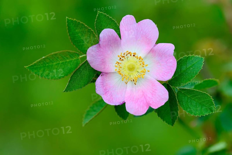 Flowering dog rose