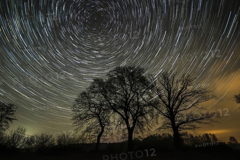 Star trails over trees in the night sky