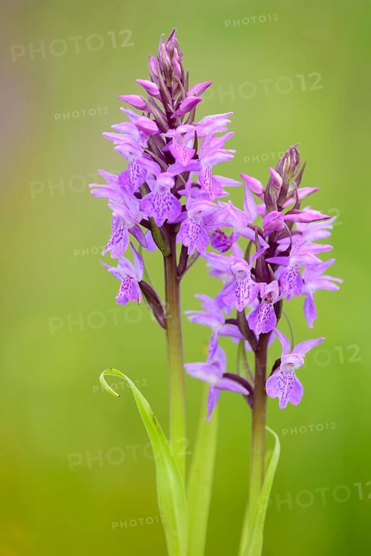 Southern marsh orchid